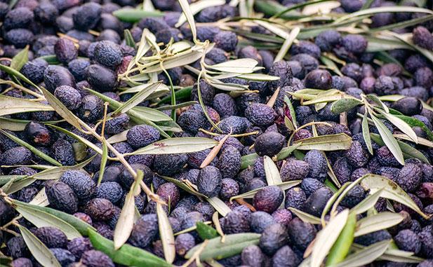 aceitunas negras arrugadas en el arbol