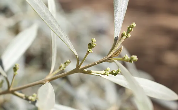 brotacion de la aceituna