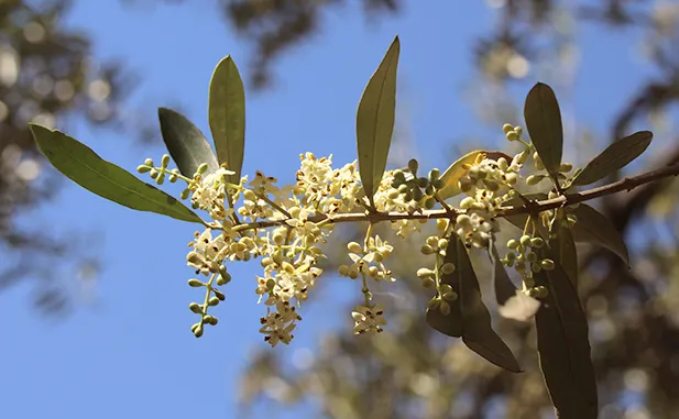 floracion del olivo