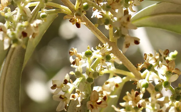 formacion de la aceituna