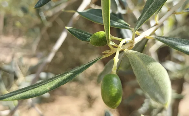 cuajado del fruto olivo