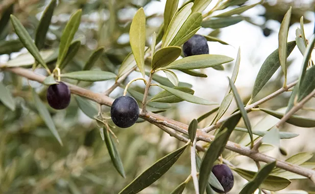 maduracion de la aceituna